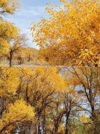 金塔胡楊林:千年守望,沙漠中的奇蹟!