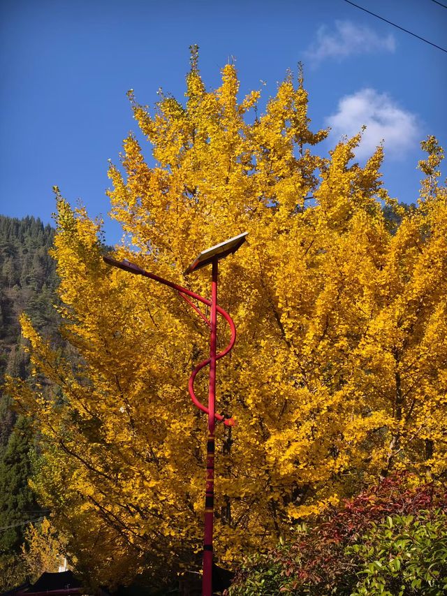 會澤秋韻：在時光摺皺裡拾起一城金黃