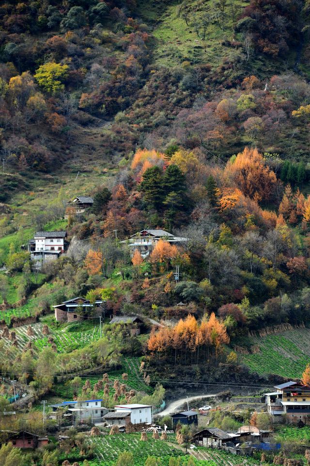 這裡的秋色不等人