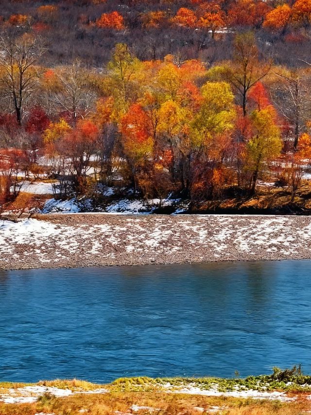 闖入大興安嶺的秋日童話|被金色白樺林治癒的一天 闖入大興安嶺的秋日童話|被金色白樺林治癒的一天