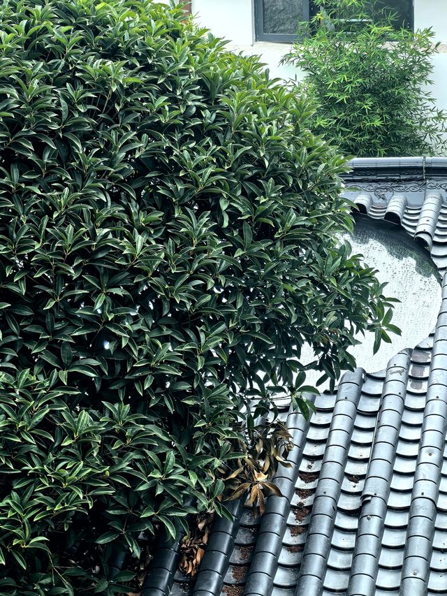 麗江住對民宿！閱山觀景這波體驗直接封神