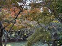 秋日虞山賞楓季