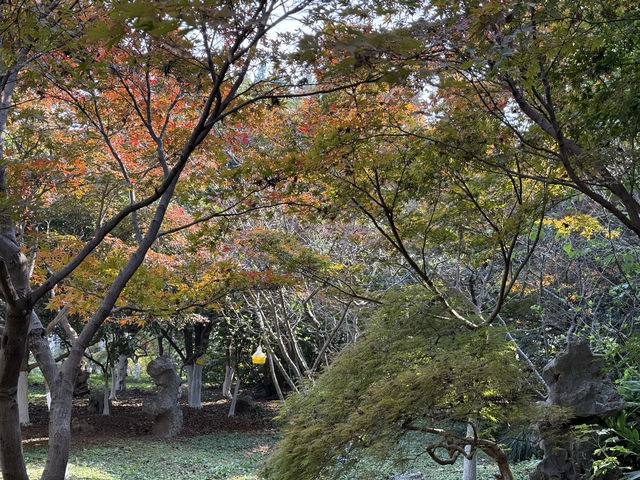 秋日虞山賞楓季