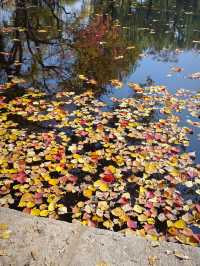 這個秋天一定要嚟莫愁湖！