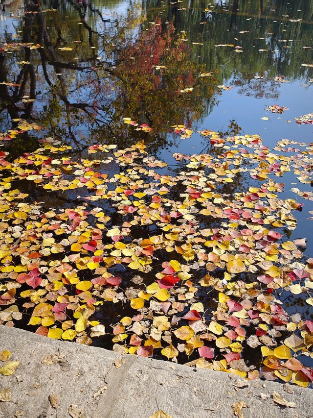 這個秋天一定要嚟莫愁湖！