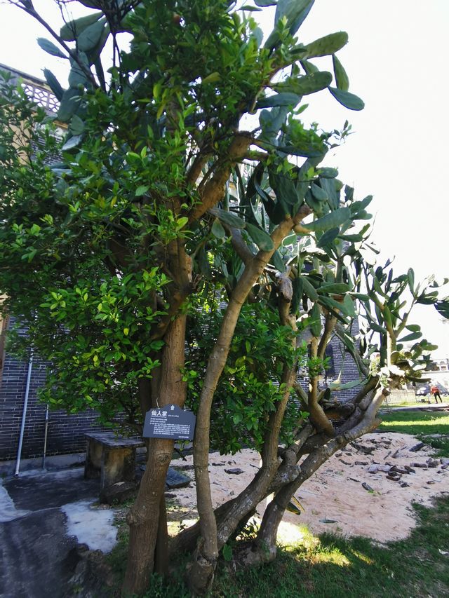 江門開平碉樓 in 自力村