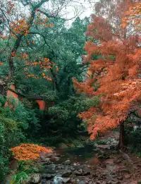秋日國清寺:在千年古剎尋一份靜謐