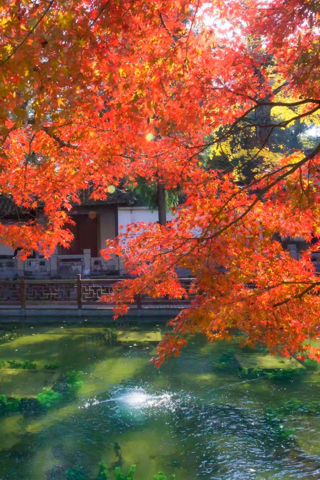 常熟｜興福禪寺紅楓，才是江南秋色的天花板！