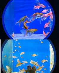 動物園隱藏玩法大賞