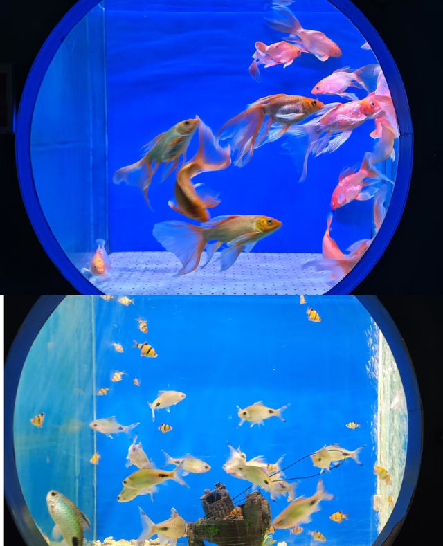 動物園隱藏玩法大賞