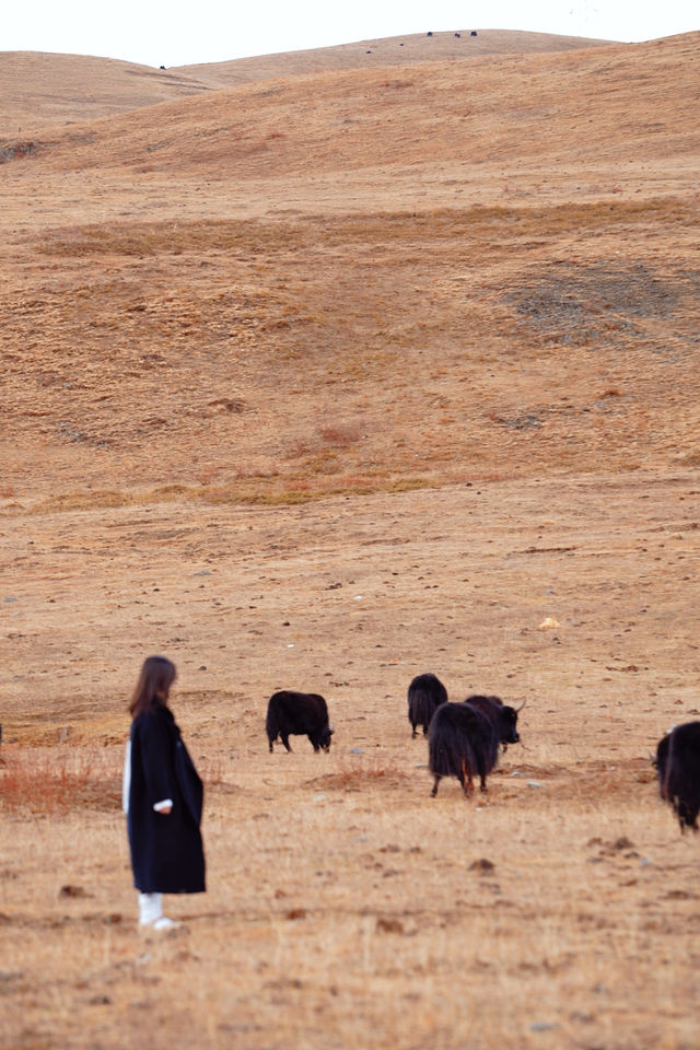 壯美雪山秘境打卡姑弄村的半日悠閒 壯美雪山秘境打卡姑弄村的半日悠閒