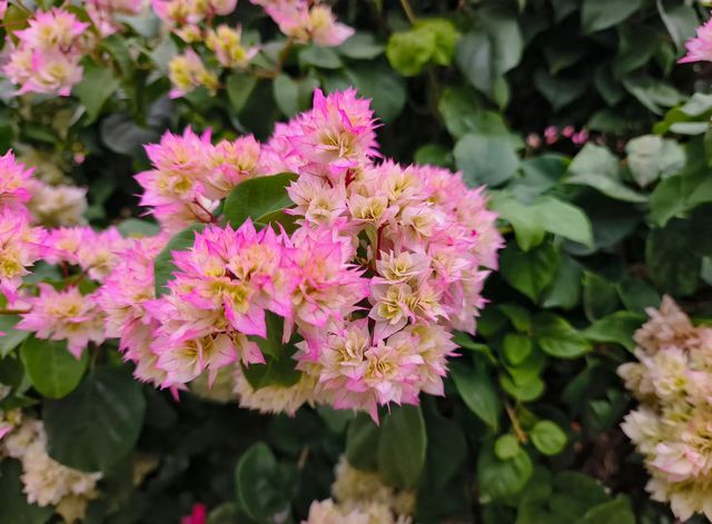 廈門植物園怒放的三角梅梯田