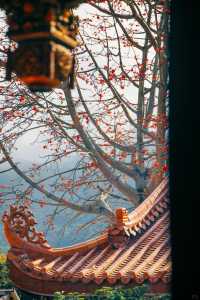 南澳古剎南山寺,木棉盛開如詩畫