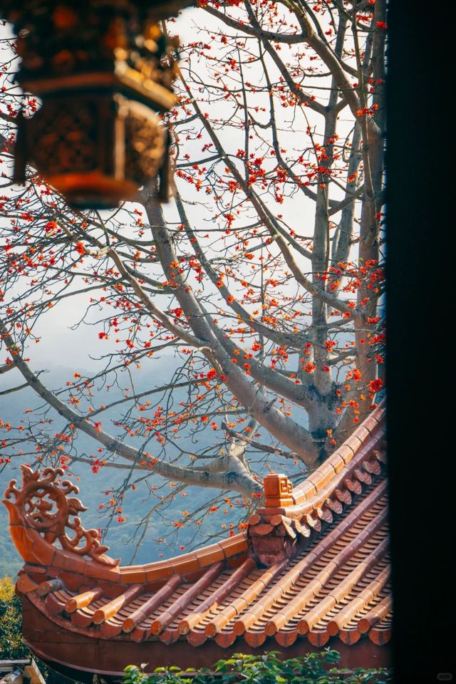 南澳古剎南山寺,木棉盛開如詩畫 南澳古剎南山寺,木棉盛開如詩畫