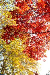 廬山賞秋必去！牯嶺鎮楓葉紅透的浪漫時光