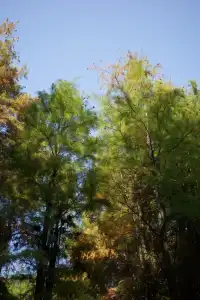 秋冬限定，蘇州這裡美哭了！！