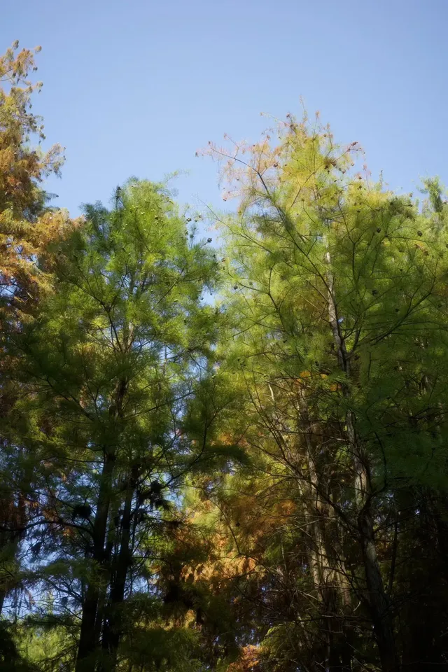 秋冬限定，蘇州這裡美哭了！！