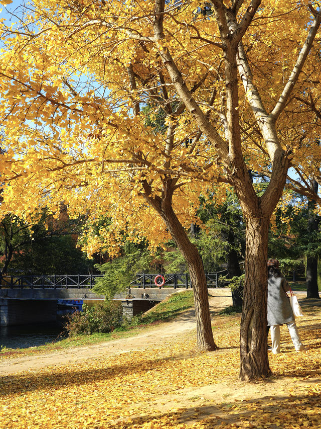 怕你們錯過!再次提醒:共青銀杏濃度已超標 怕你們錯過!再次提醒:共青銀杏濃度已超標