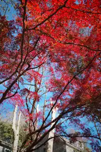 莫干山蔣公古道反穿10KM|楓葉超美