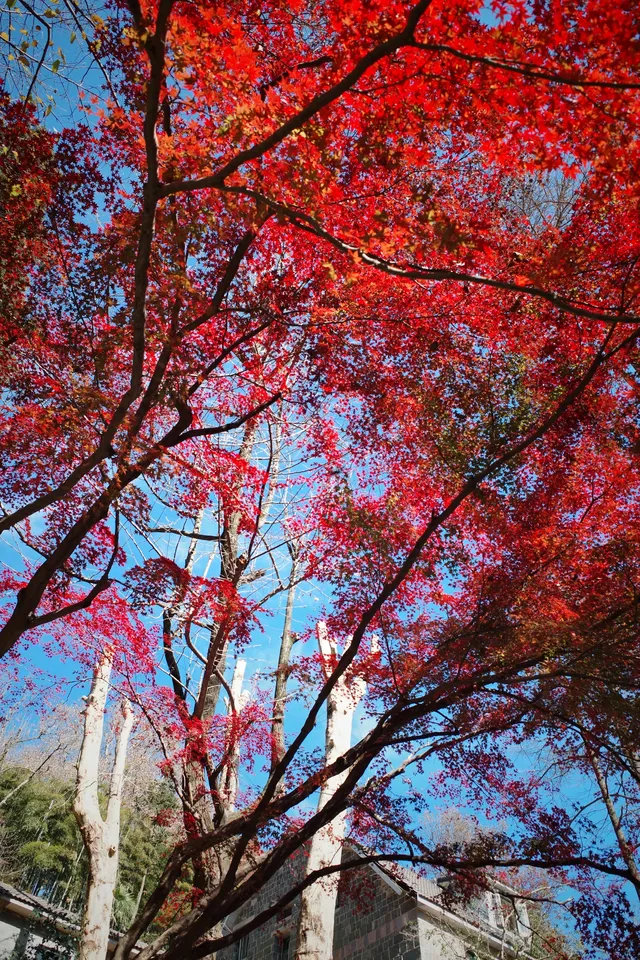 莫干山蔣公古道反穿10KM|楓葉超美 莫干山蔣公古道反穿10KM|楓葉超美