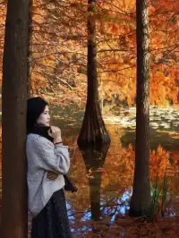 12.1明孝陵實況,落羽杉美到失語了