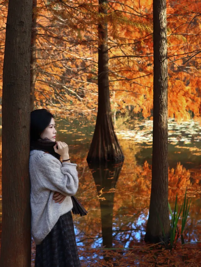 12.1明孝陵實況,落羽杉美到失語了 12.1明孝陵實況,落羽杉美到失語了