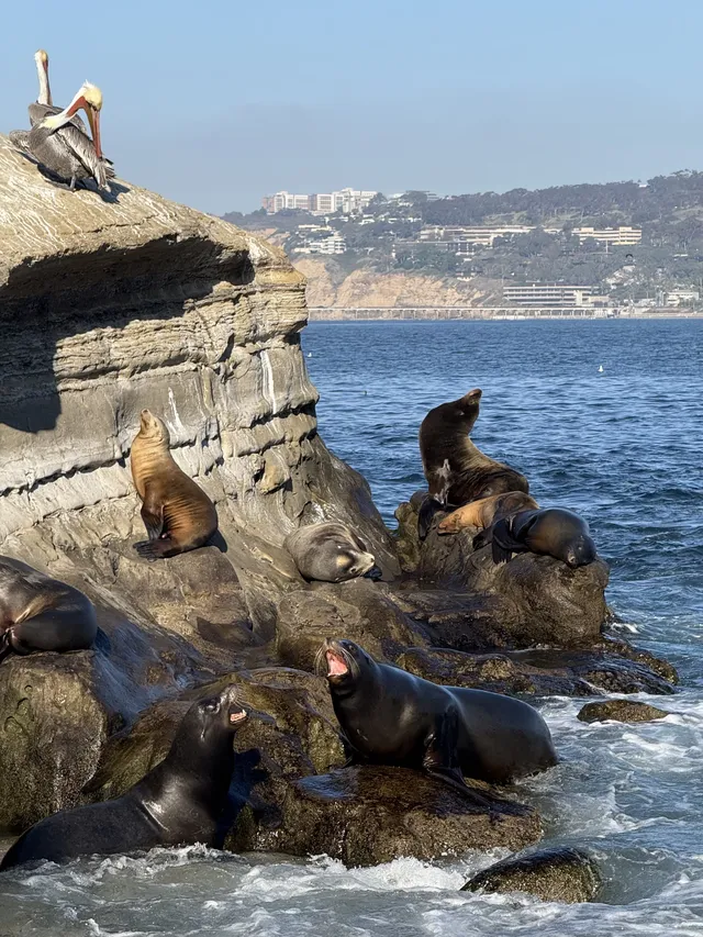 感恩節三天非特種兵帶娃San Diego遊推薦 感恩節三天非特種兵帶娃San Diego遊推薦