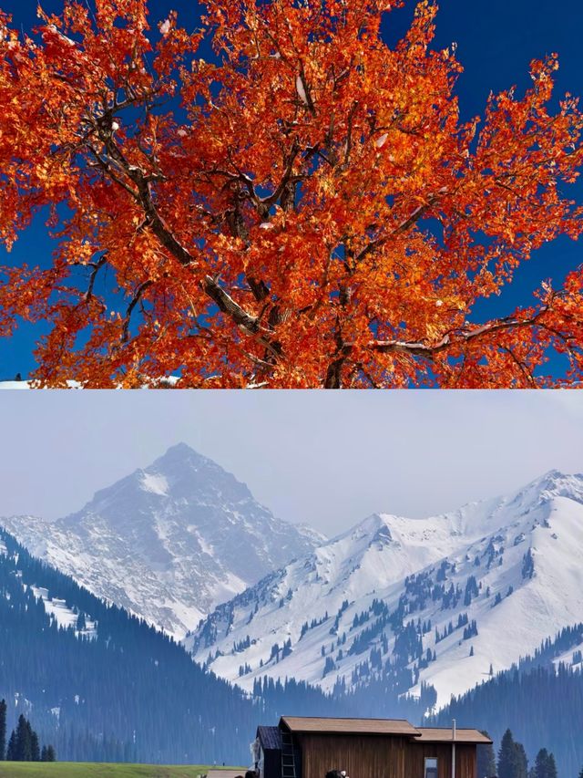 伊犁庫爾德寧1900米雪山營地封神！360°雪山環繞