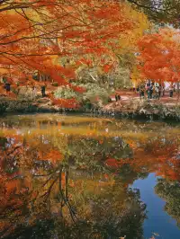 11.28上海賞楓天花板調色盤美哭