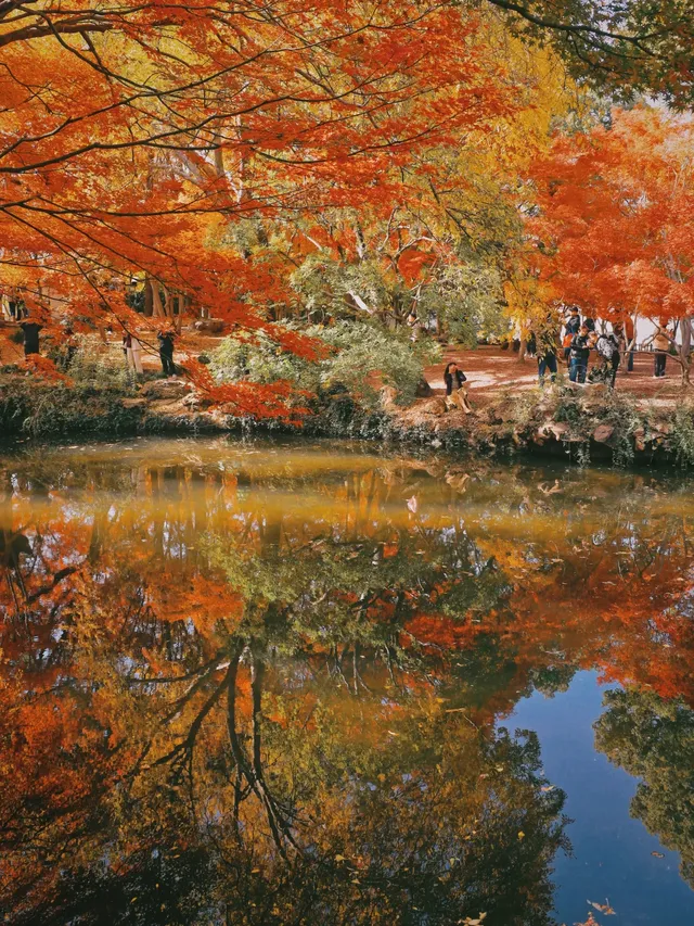 11.28上海賞楓天花板調色盤美哭 11.28上海賞楓天花板調色盤美哭