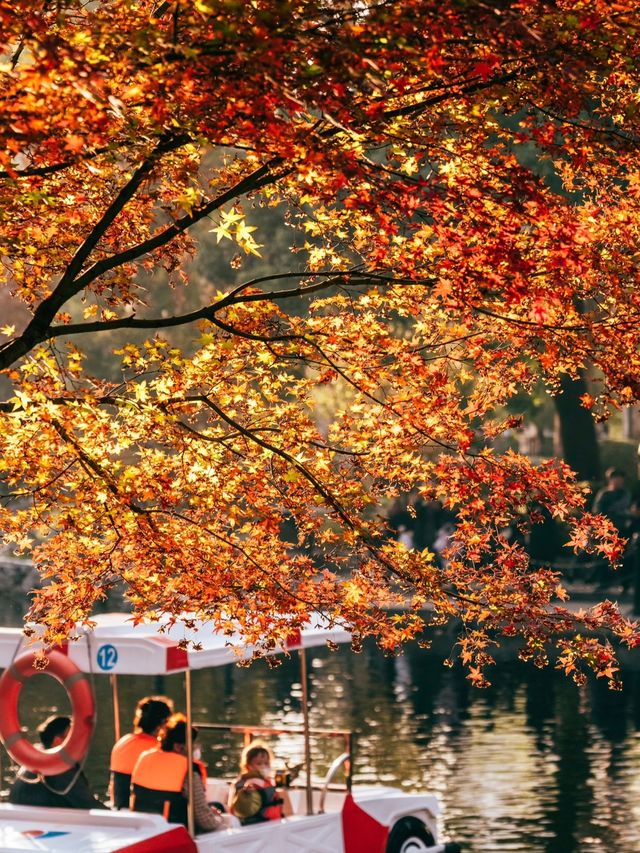 上海魯迅公園｜初冬限定！這片紅楓林美到窒息