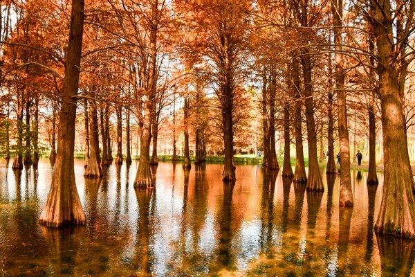 青西郊野公園暴走一天，這裡根本不是普通公園，是藏在城市邊緣的「天然氧吧+童話秘境」，秋冬來剛好！ 