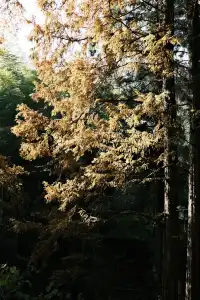 11月末的莫干山 我遇見了最治癒的深秋