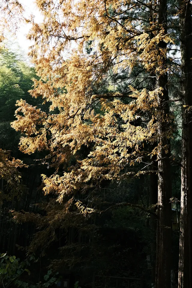 11月末的莫干山 我遇見了最治癒的深秋 11月末的莫干山 我遇見了最治癒的深秋