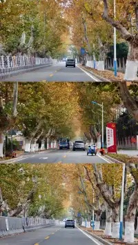 99%的人都不知道的江北賞秋路線~