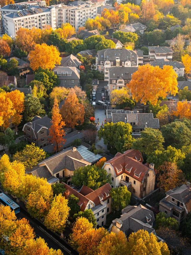 梧桐落滿頤和路,金陵秋意正濃 梧桐落滿頤和路,金陵秋意正濃