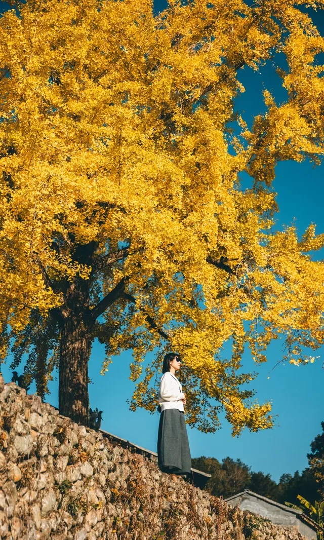 溫州這個古村的百年銀杏已到最佳觀賞期~ 溫州這個古村的百年銀杏已到最佳觀賞期~