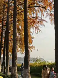 此時，武漢東湖美得不像話免費停車！