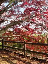 浙江徒步|古堡配紅楓跟風最成功的一次