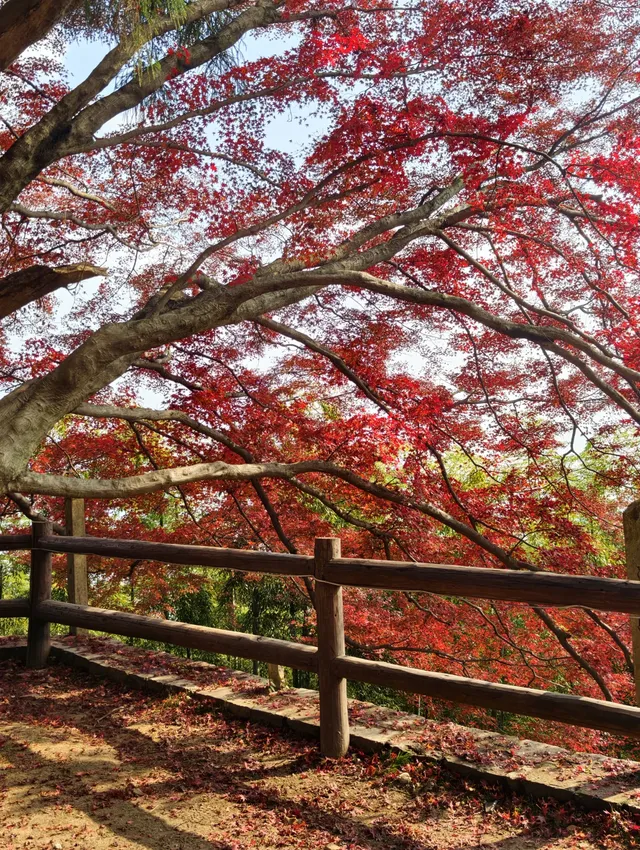 浙江徒步|古堡配紅楓跟風最成功的一次