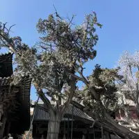 在太原晉祠，觸摸到了三千年的西周柏樹