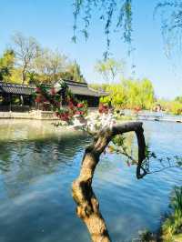 12月的揚州，把冬天過成一幅畫