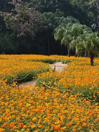 深圳羅湖市區浪漫黃色花海|東湖公園黃秋英