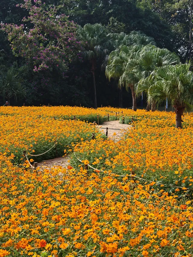 深圳羅湖市區浪漫黃色花海|東湖公園黃秋英 深圳羅湖市區浪漫黃色花海|東湖公園黃秋英