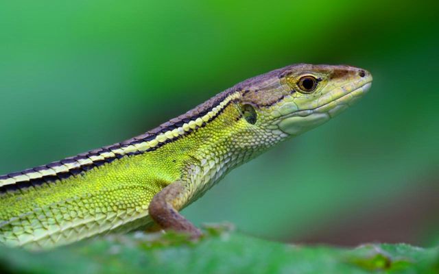 廈門版「瘋狂動物城」上線!山林湖海間,藏著人與自然共生的浪漫 廈門版「瘋狂動物城」上線!山林湖海間,藏著人與自然共生的浪漫