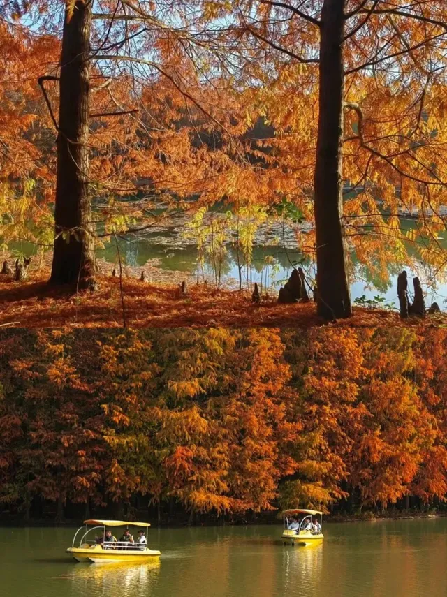 上海1h直達,海灣杉林紅啦!錯過等一年! 上海1h直達,海灣杉林紅啦!錯過等一年!