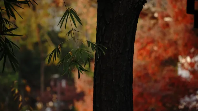 紅葉〡12.7古猗園的橙紅美景