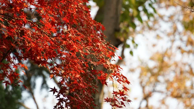 紅葉〡12.7古猗園的橙紅美景