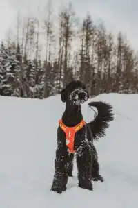人,下雪天世界就變成了童話