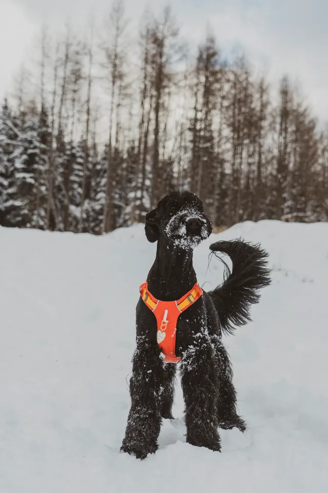 人,下雪天世界就變成了童話 人,下雪天世界就變成了童話